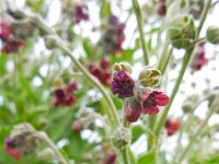 Cynoglossum officinale 12, Veldhondstong, Saxifraga-Ed Stikvoort