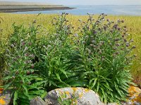 Cynoglossum officinale 13, Veldhondstong, Saxifraga-Ed Stikvoort