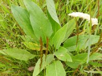 Cynoglossum officinale 15, Veldhondstong, Saxifraga-Rutger Barendse