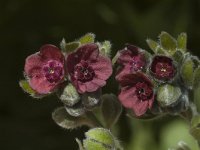 Cynoglossum officinale 3, Veldhondstong, Saxifraga-Marijke Verhagen