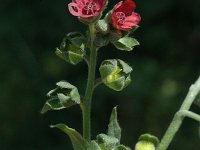 Cynoglossum officinale 4, Veldhondstong, Saxifraga-Jan van der Straaten