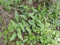 Cynoglossum officinale 8, Veldhondstong, Saxifraga-Rutger Barendse