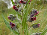 Cynoglossum officinale 9, Veldhondstong, Saxifraga-Ed Stikvoort