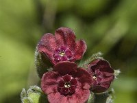 Cynoglossum officinale 1, Veldhondstong, Saxifraga-Marijke Verhagen