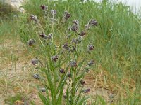 Cynoglossum officinale 10, Veldhondstong, Saxifraga-Ed Stikvoort