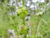 Cynoglossum officinale 16, Veldhondstong, Saxifraga-Rutger Barendse