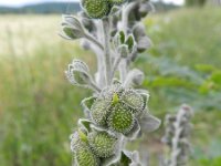 Cynoglossum officinale 18, Veldhondstong, Saxifraga-Rutger Barendse