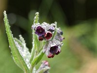 Cynoglossum officinale 19, Veldhondstong, Saxifraga-Luuk Vermeer