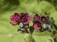 Cynoglossum officinale 2, Veldhondstong, Saxifraga-Marijke Verhagen