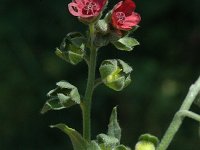 Cynoglossum officinale 4, Veldhondstong, Saxifraga-Jan van der Straaten