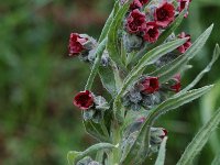 Cynoglossum officinale 6, Veldhondstong, Saxifraga-Willem van Kruijsbergen