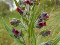 Cynoglossum officinale 9, Veldhondstong, Saxifraga-Ed Stikvoort