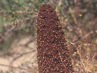 Cynomorium coccineum 2, Saxifraga-Inigo Sanchez