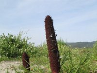 Cynomorium coccineum 3, Saxifraga-Rutger Barendse