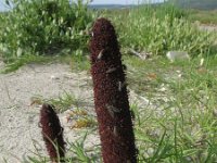 Cynomorium coccineum 4, Saxifraga-Rutger Barendse