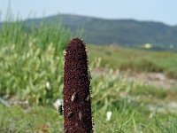 Cynomorium coccineum 5, Saxifraga-Jeroen Willemsen