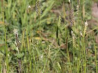 Cynosurus cristatus 12, Kamgras, Saxifraga-Peter Meininger