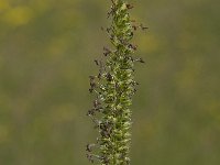 Cynosurus cristatus 14, Kamgras, Saxifraga-Willem van Kruijsbergen