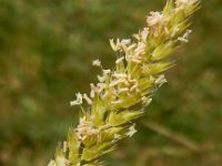 Cynosurus cristatus 16, Kamgras, Saxifraga-Peter Meininger