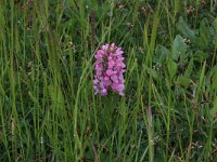 Cynosurus cristatus 17, Kamgras, Saxifraga-Hans Boll