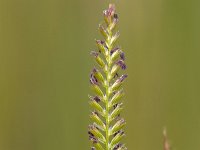 Cynosurus cristatus 2, Kamgras, Saxifraga-Luc Hoogenstein