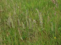 Cynosurus cristatus 29, Kamgras, Saxifraga-Hans Boll