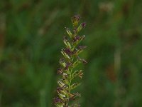 Cynosurus cristatus 3, Kamgras, Saxifraga-Willem van Kruijsbergen