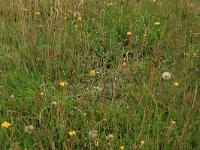 Cynosurus cristatus 32, Kamgras, Saxifraga-Hans Boll