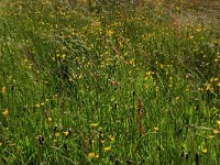 Cynosurus cristatus 33, Kamgras, Saxifraga-Hans Boll