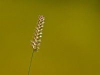 Cynosurus cristatus 7, kamgras, Saxifraga-Rudmer Zwerver