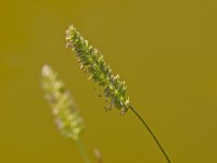 Cynosurus cristatus 8, kamgras, Saxifraga-Rudmer Zwerver