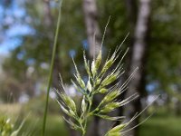 Cynosurus echinatus 11, Stekelkamgras, Saxifraga-Ed Stikvoort