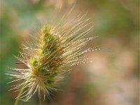 Cynosurus echinatus 3, Stekelkamgras, Saxifraga-Jasenka Topic