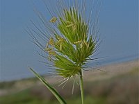 Cynosurus echinatus 4, Stekelkamgras, Saxifraga-Jasenka Topic