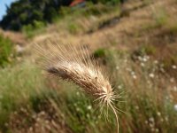 Cynosurus echinatus 5, Stekelkamgras, Saxifraga-Jasenka Topic