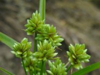 Cyperus eragrostis 18, Bleek cypergras, Saxifraga-Ed Stikvoort