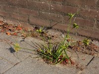 Cyperus eragrostis 19, Bleek cypergras, Saxifraga-Ed Stikvoort