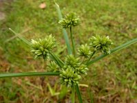 Cyperus eragrostis 22, Bleek cypergras, Saxifraga-Ed Stikvoort