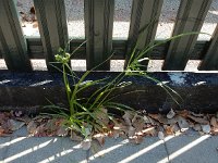 Cyperus eragrostis 24, Bleek cypergras, Saxifraga-Ed Stikvoort