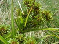 Cyperus eragrostis 25, Bleek cypergras, Saxifraga-Ed Stikvoort