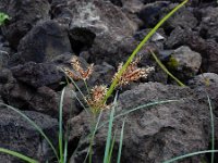 Cyperus rotundus 2, Saxifraga-Ed Stikvoort