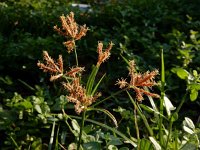 Cyperus rotundus 5, Saxifraga-Ed Stikvoort