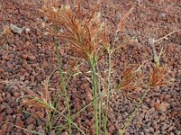 Cyperus rotundus 7, Saxifraga-Ed Stikvoort