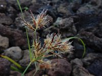 Cyperus rotundus 8, Saxifraga-Ed Stikvoort