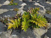 Cyrtomium falcatum 16, IJzervaren, Saxifraga-Ed Stikvoort