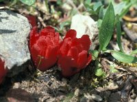 Cytinus hypocistis 20, Saxifraga-Jan van der Straaten