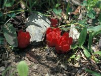 Cytinus hypocistis 21, Saxifraga-Jan van der Straaten