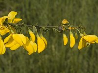 Cytisus scoparius 1, Brem, Saxifraga-Jan van der Straaten