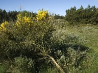 Cytisus scoparius 10, Brem, Saxifraga-Jan van der Straaten