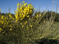 Cytisus scoparius 11, Brem, Saxifraga-Jan van der Straaten